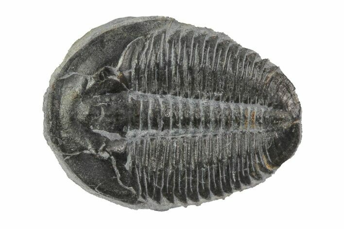 Elrathia Trilobite Fossil - Utah #79001